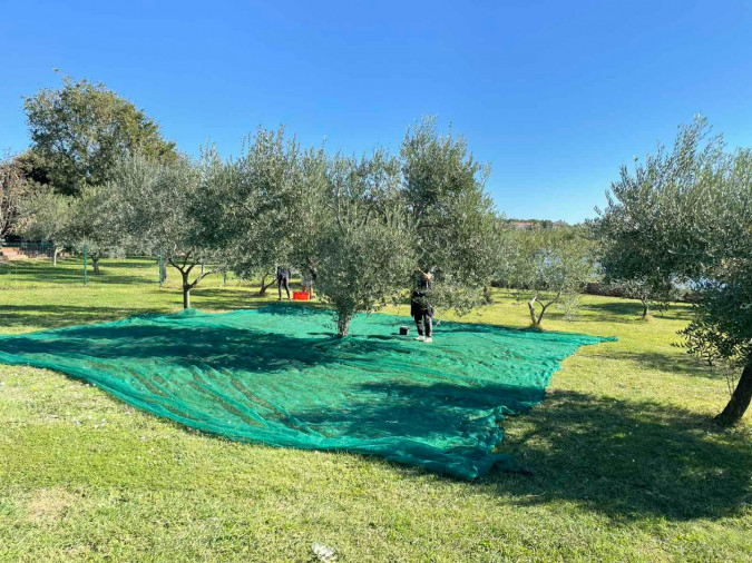Olivenanbau, Urlaub in Kroatien Hrvatska