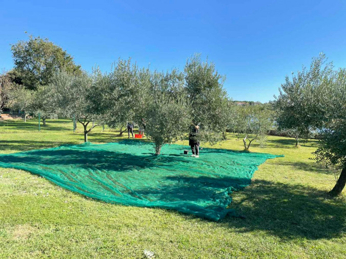 COLTIVAZIONE OLIVETA, Vacanze in Croazia Hrvatska